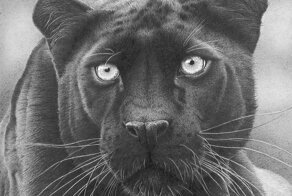 Грация и красота животных в графите