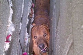 Собака застряла в проеме (3 фото)