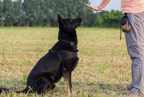 Что сделает собака, если робот скомандует ей «сидеть»?