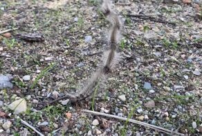 «Караван» из 67 гусениц