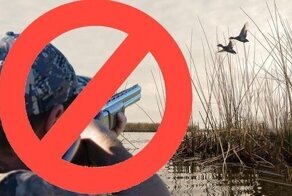 Охота на охоту: почему запрещено охотиться весной?