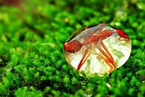 Эти 19 фотографий подтверждают, насколько же удивителен наш мир