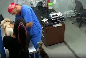 Кот заступился за собаку и напал на ветеринара