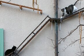 Швейцарцы придумали, как спасти кошек от травм