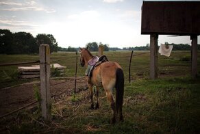 Настоящий кумыс
