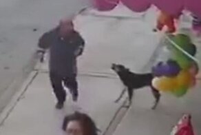 Мужчина пожалел, что решил пнуть собаку