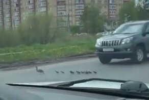 В Великом Новгороде неадекватный водитель намеренно раздавил переходивших дорогу утят