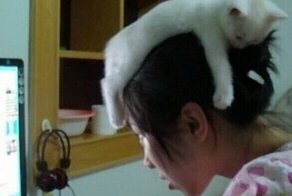 15 усталых котиков, которые любят спать в странных местах