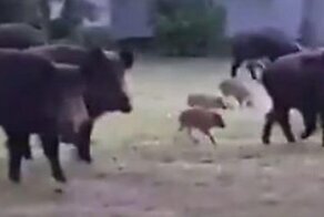 Немецким полицейским пришлось оцепить дорогу, чтобы пропустить стадо кабанов