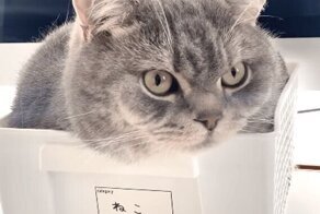 Что делать, если кот мешает работать?