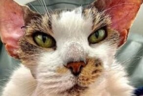 Старенький исхудавший кот жил на улице, но его удалось преобразить благодаря волшебным рукам