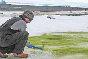Антарктида начала зеленеть