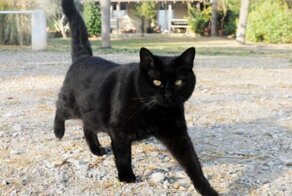 Кошка стала приемной мамой для одного необычного «котенка»