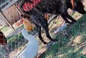 Коварная утка подкралась к псу и клюнула его