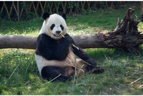 Панда с большим аппетитом ест бамбук