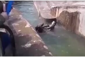 В Варшаве пьяный турист попытался утопить медведицу