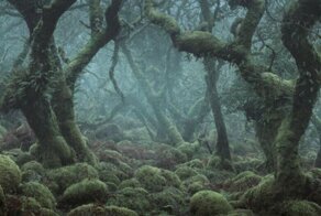 Охотник застрелил в лесу сразу семерых