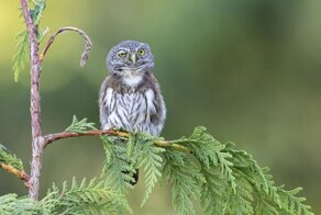 12 лучших снимков Comedy Wildlife Photography Awards 2020 на данный момент