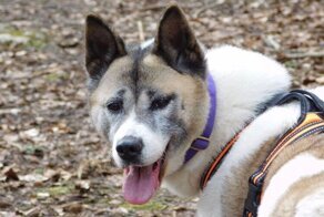 Хозяин украденной собаки нашел ее через интернет