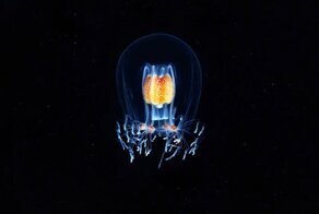 Невероятные фотографии «морских ангелов» и других существ, плавающих на глубине
