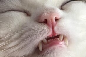 Коты демонстрируют, какие они зубастики, удержать улыбку просто невозможно!