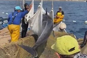 Рыбаки освободили дельфина, угодившего в рыбацкую сеть