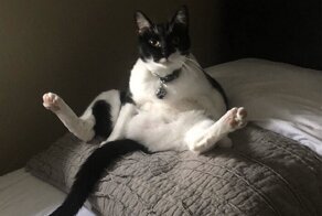 Кошки, которые научились вести себя как люди