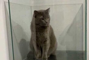 Любопытный кот оказался в ловушке