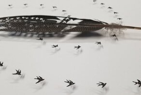 Художник превращает перья птиц в произведения искусства