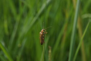 Их часто не замечают...но они есть 