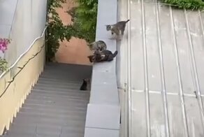 Своих не бросаем: кошка помогла котенку оказаться рядом с сородичами