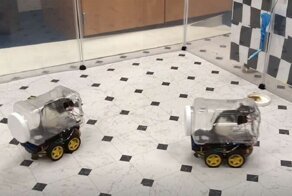 Ученые научили крыс водить машины