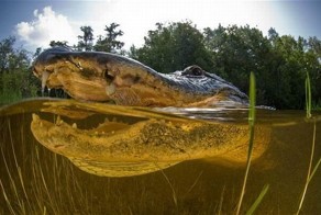Опасные снимки американского аллигатора (10 фото)
