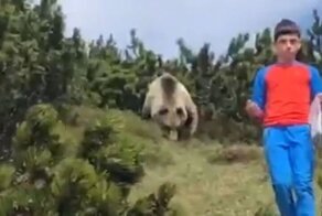 Школьник спасся от медведя благодаря своей храбрости и знаниям