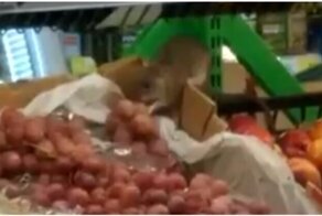 Крысы устроили себе пир в продуктовом магазине в Санкт-Петербурге