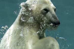 Белый медведь и работник зоопарка поиграли через стекло вольера