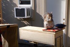 Бывший инженер NASA создал для ворующих птичий корм белок полосу препятствий