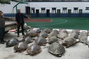 Китаец сел в тюрьму на 13 лет за торговлю морскими черепахами