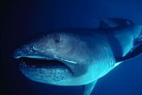 Большеротая акула
