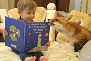 Лисы - милейшие создания на планете!
