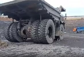 Детеныш белазиста появляется на свет