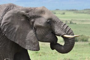 Масаи-Мара и некоторые его обитатели