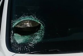 Черепаха влетела в лобовое стекло движущегося автомобиля