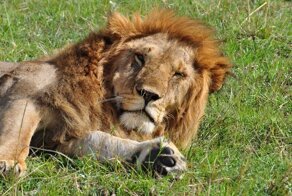 Масаи-Мара. Зарисовки из жизни кошек