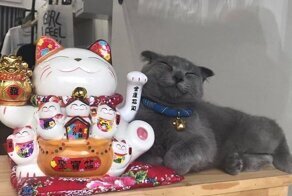 Кошки - спасение от одиночества, хаоса и пустоты
