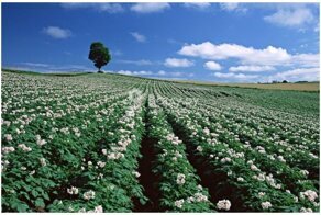 Никогда не ешьте эту зелень: она ОЧЕНЬ опасна!