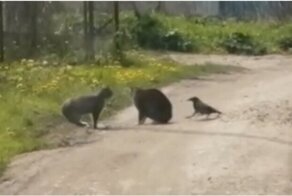 Пернатый подстрекатель вмешался в конфликт двух котов