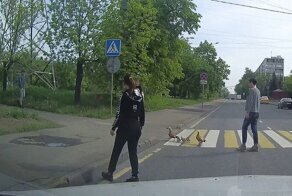 Жители Москвы помогли уткам перейти дорогу