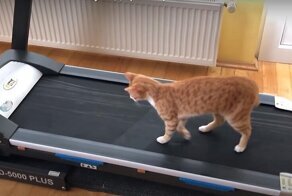 Забавная реакция кота на беговую дорожку хозяина