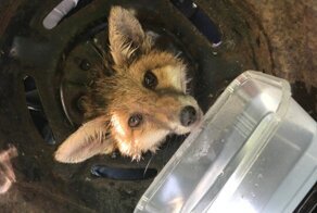 Незадачливый лис поплатился за своё любопытство и застрял в колесе